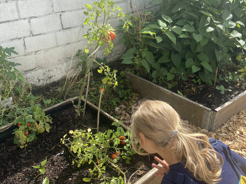 Ein Kind kniet vor einem Tomatenbeet und schaut auf die Tomaten.