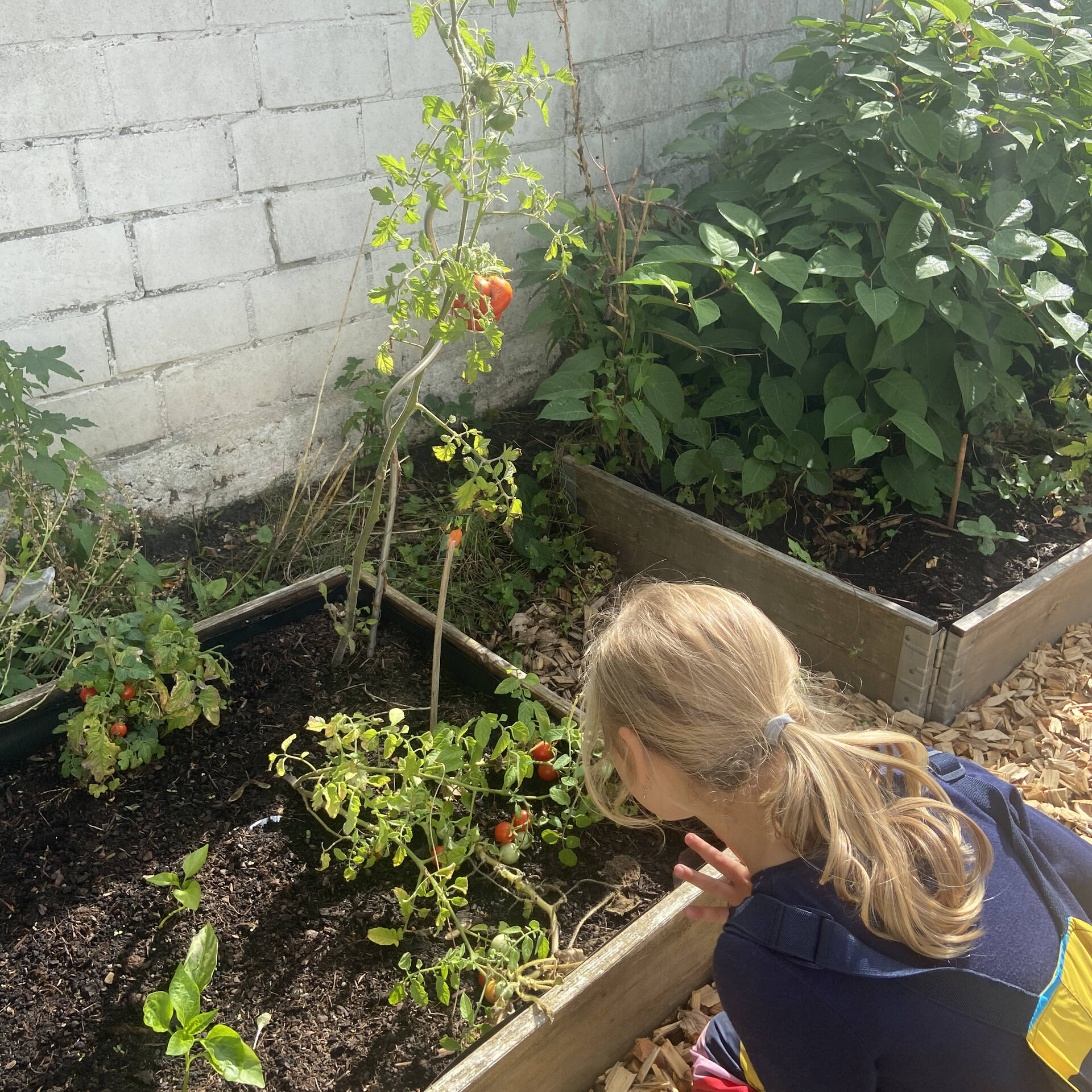 Ein Kind kniet vor einem Tomatenbeet und schaut auf die Tomaten.