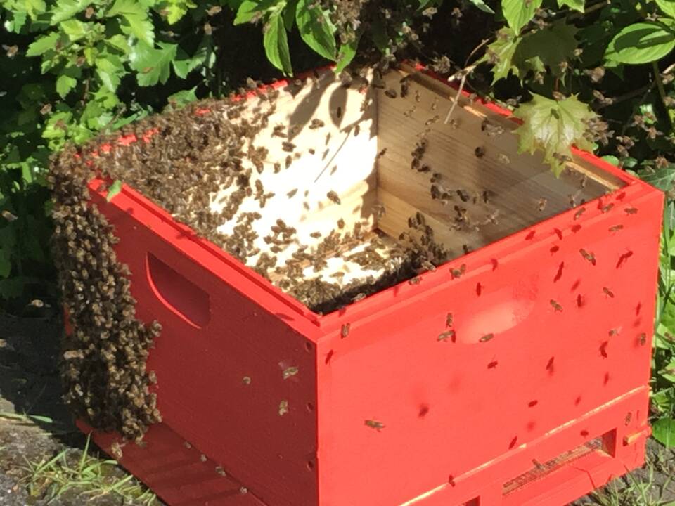 Bienen schmermen in die rote Kiste.