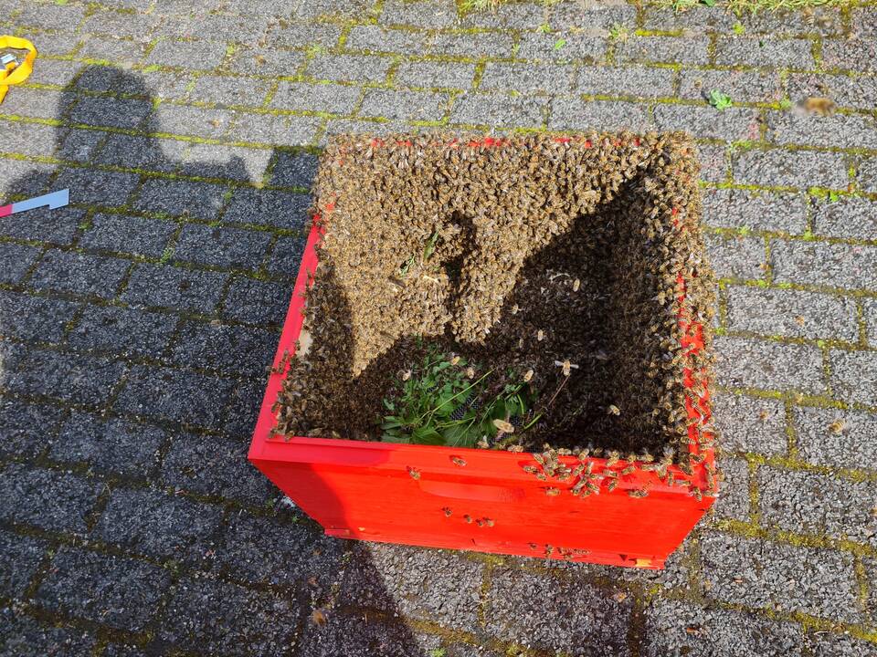 Ein Ast der Hecke liegt in der roten Kiste bei den Bienen.