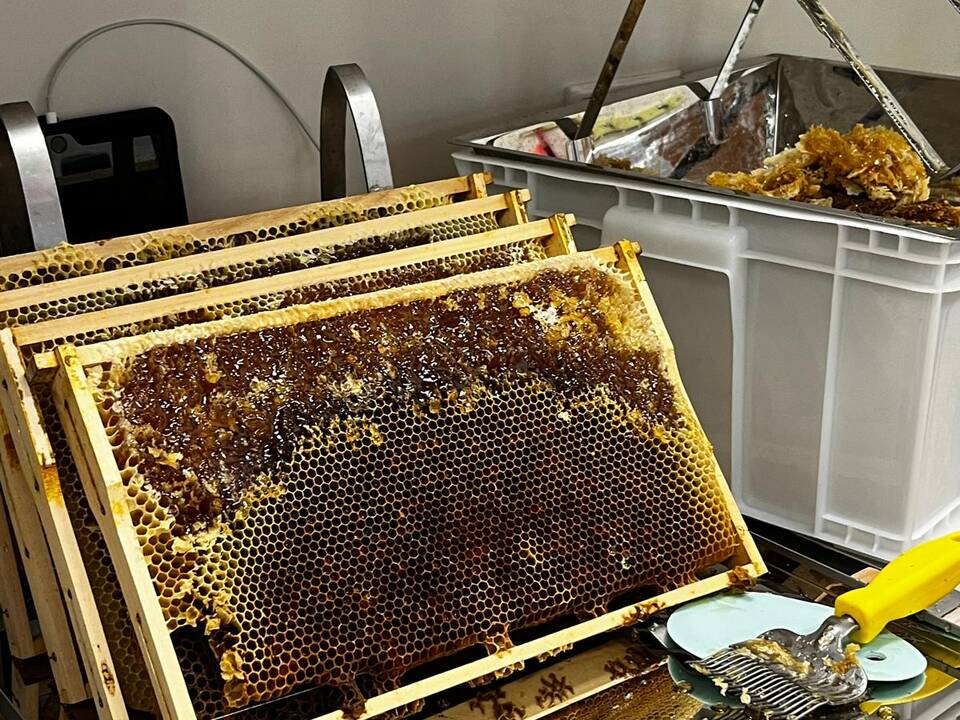 Honigwaben in Holzrahmen.