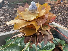 Kita Löwenzahn: Wir entdecken den Herbst