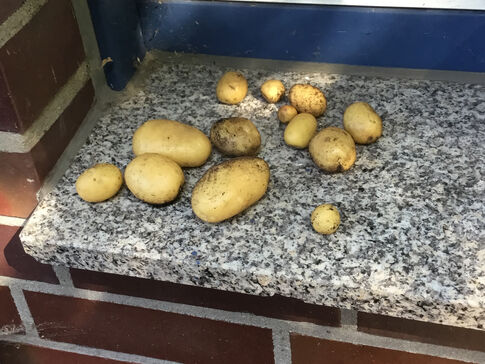 Kartoffeln liegen auf einer Arbeitsplatte.