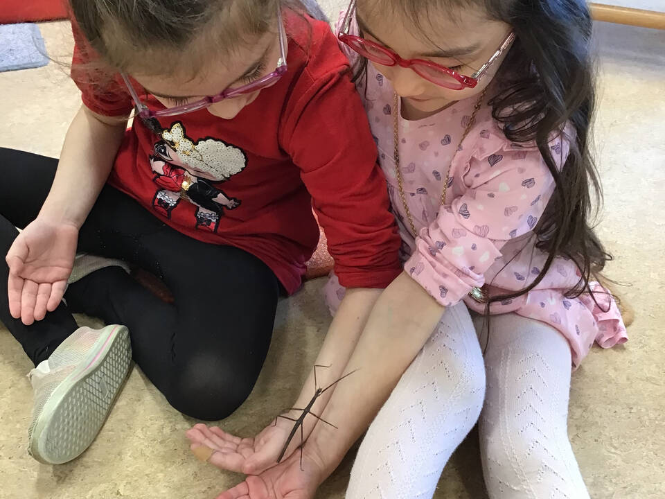 Zwei Kinder mit einer Stabheuschrecke.