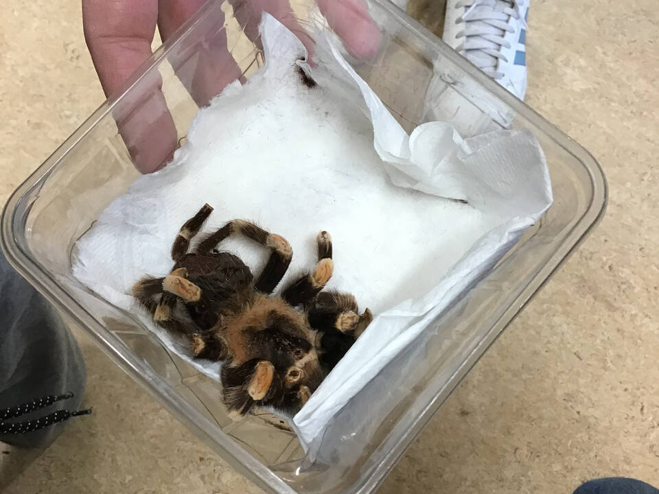 Eine sehr haarige Spinne in einem Gefäß.