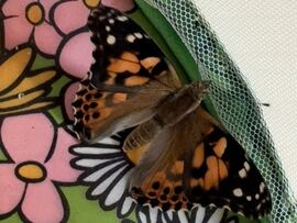 Von der Raupe zum Schmetterling – ein Naturerlebnis in der Mondschaukel-Gruppe