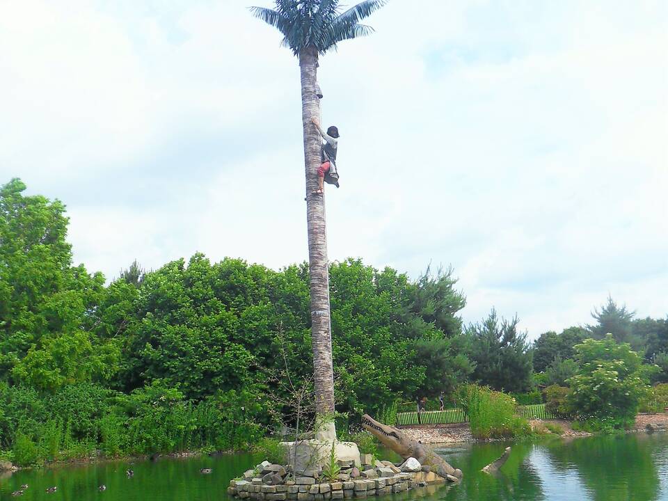 Ein Mensch klettert eine Palmer herauf