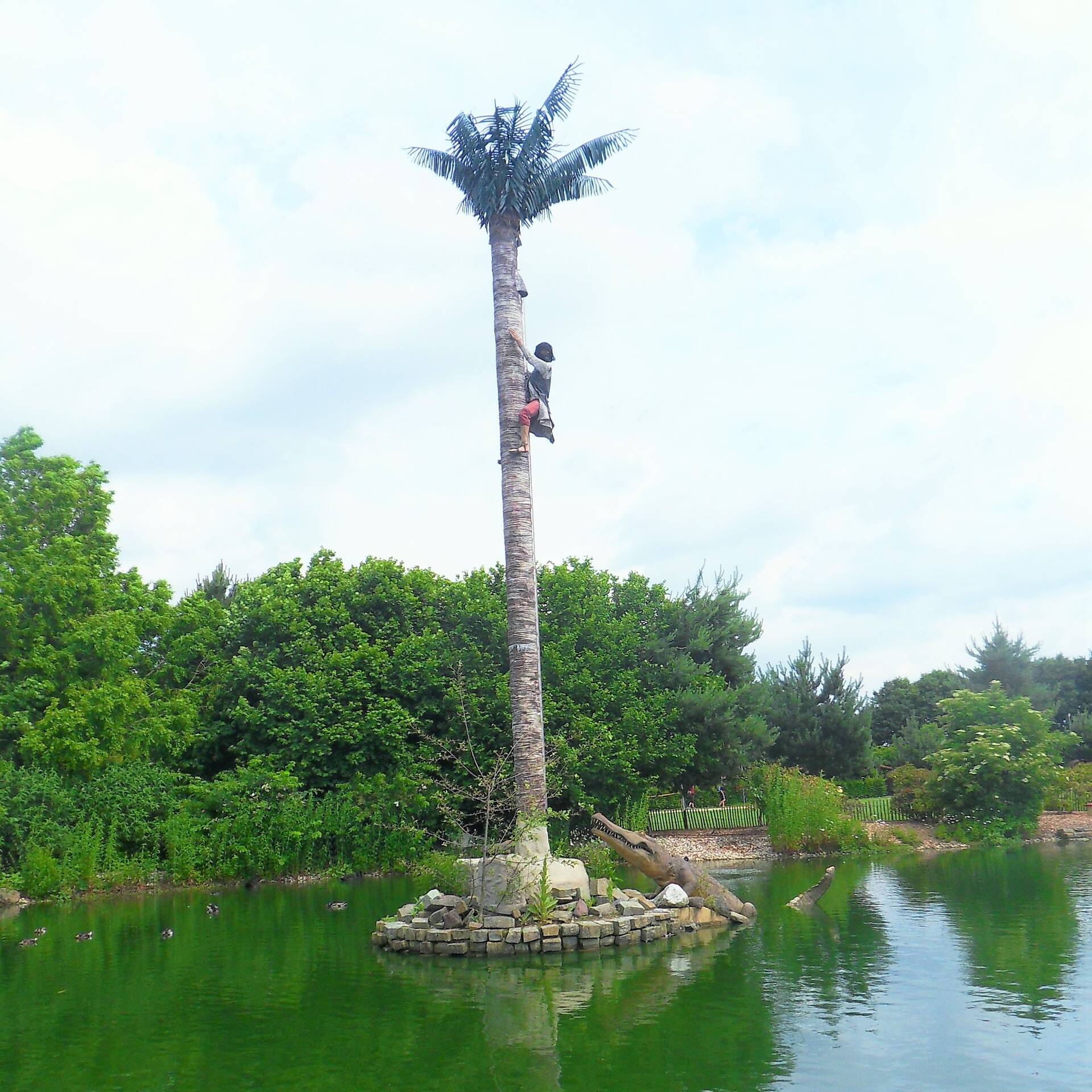 Ein Mensch klettert eine Palmer herauf