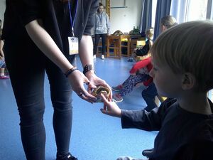 Eine erwachsene Person hält einem Kind eine Schildkröte hin. Dieses fast diese an.