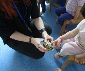 Eine erwachsene Person hält einem Kind eine Schildkröte hin. Dieses fast diese an.